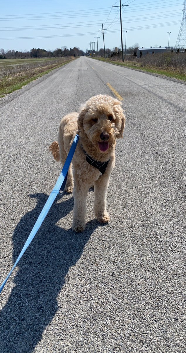 janellenagy5's tweet photo. We love long runs, country roads and nice weather! https://t.co/Sciio4rMhf