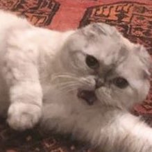 91replover's tweet image. mi cuñado le acaba de decir te amo a mi hermana en japonés