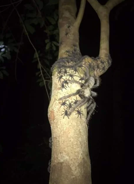 anthraxxxx's tweet photo. A female Omothymus spider spotted in Malaysia https://t.co/o7d8Vhcj1G