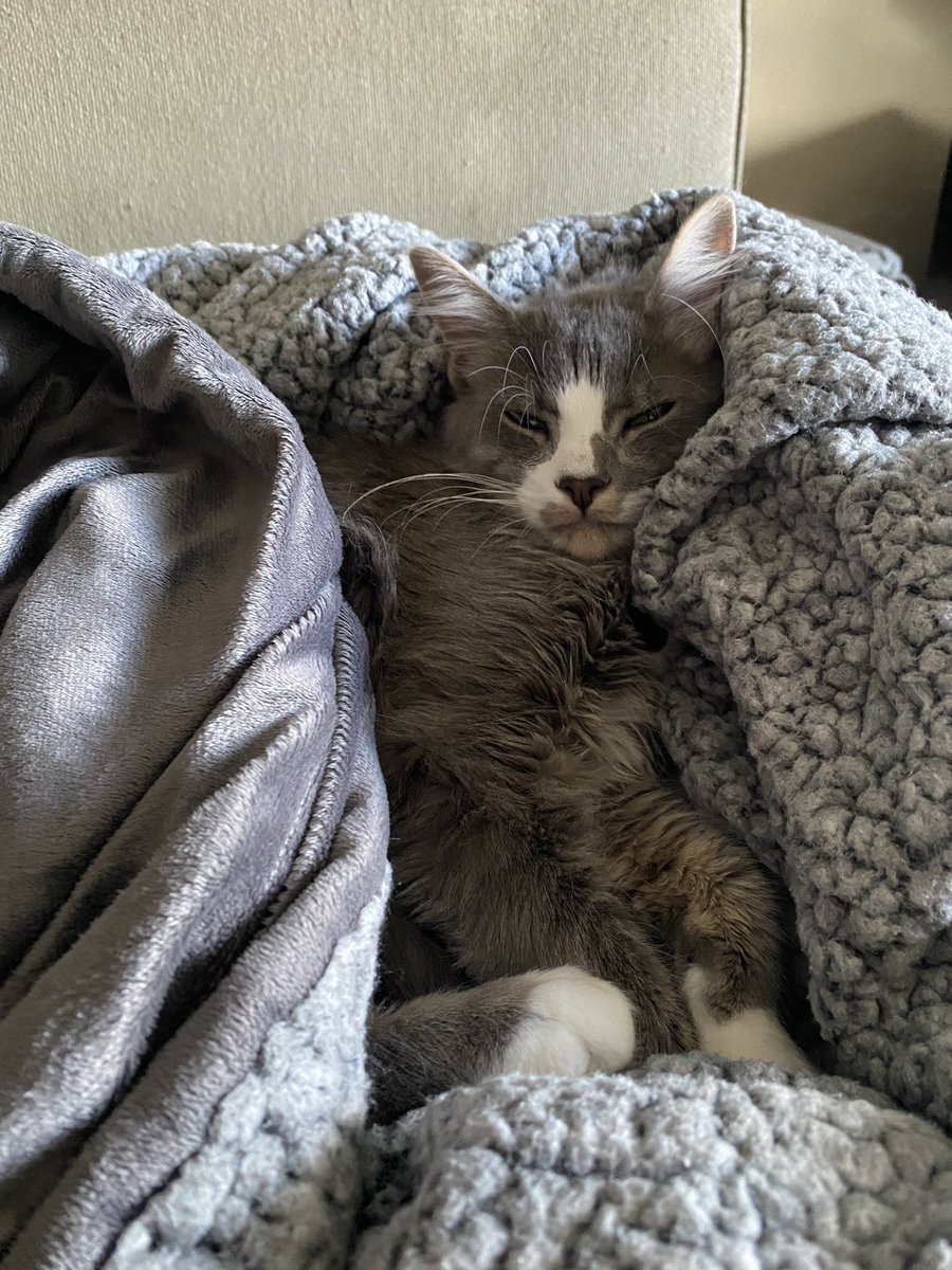 br_klinger's tweet photo. Snuggles for Smokey Quartz on #Caturday https://t.co/BqHqTKtTAf