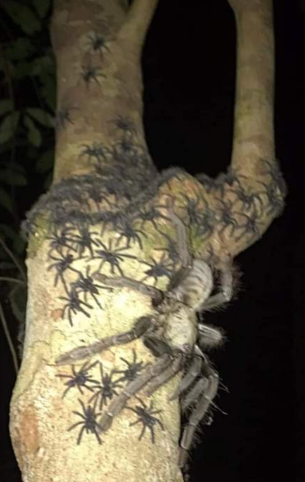 anthraxxxx's tweet photo. A female Omothymus spider spotted in Malaysia https://t.co/o7d8Vhcj1G