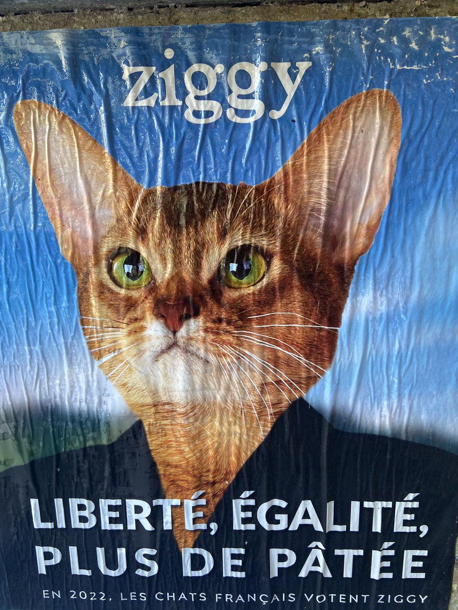 ChatMiles's tweet image. La prochaine fois, amis français, vous réfléchirez avant de voter n’importe comment 😸