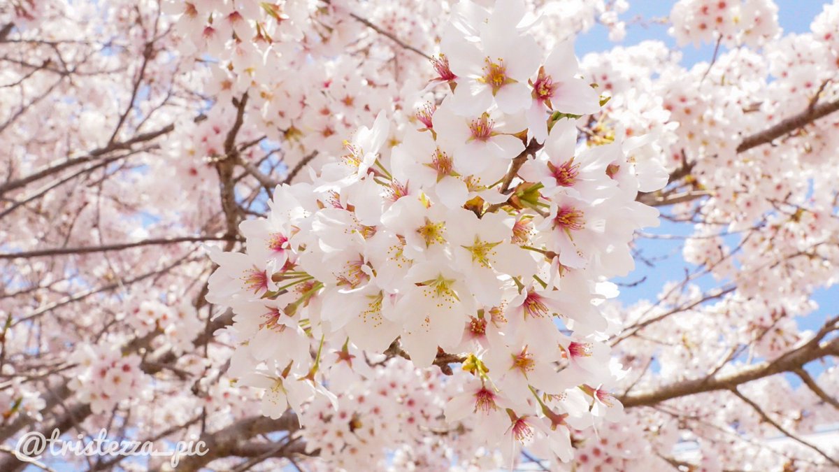 tristezza_pic's tweet photo. 桜🌸

#写真で伝えたい私の世界 
#ファインダー越しの世界 
#カメラ初心者
#ワタシノフォトグラフ https://t.co/wQVMYTyweh