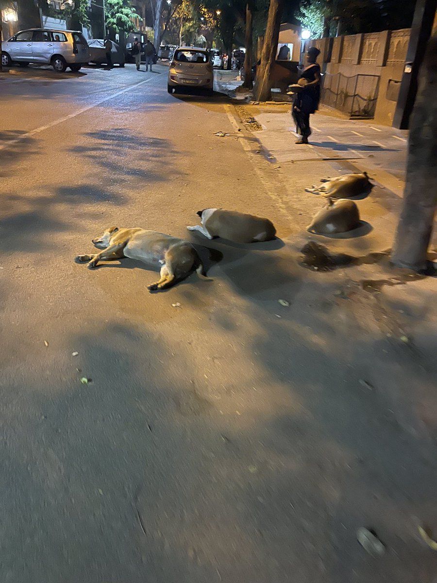jjfcarr's tweet image. Anyway, let me introduce you to my neighbours. There’s usually 5 of them so not sure where no. 5 has gone 🤷‍♂️. Not the best place to sleep to be fair lads. 🐕 #dogsofdelhi
