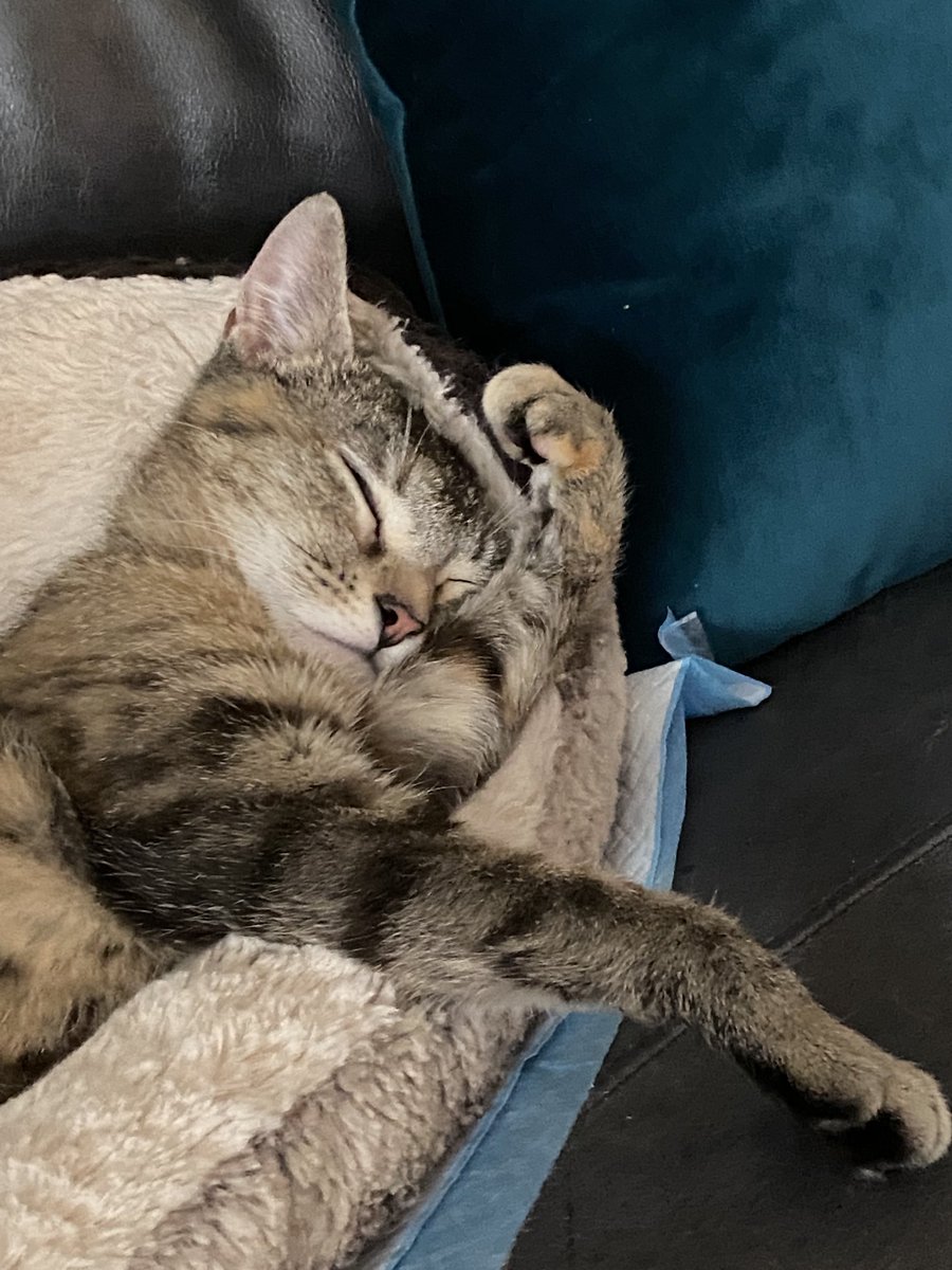 LokiAndFreya2's tweet photo. A Happy sleeping in #Caturday from Pixie to all our #CatsOfTwitter furiends! We hope you have a fabulous day!! ๐พ#tabbycrew ##KittensOfTwitter #lovecats #AllCatsMatter https://t.co/bsl1bpEup1