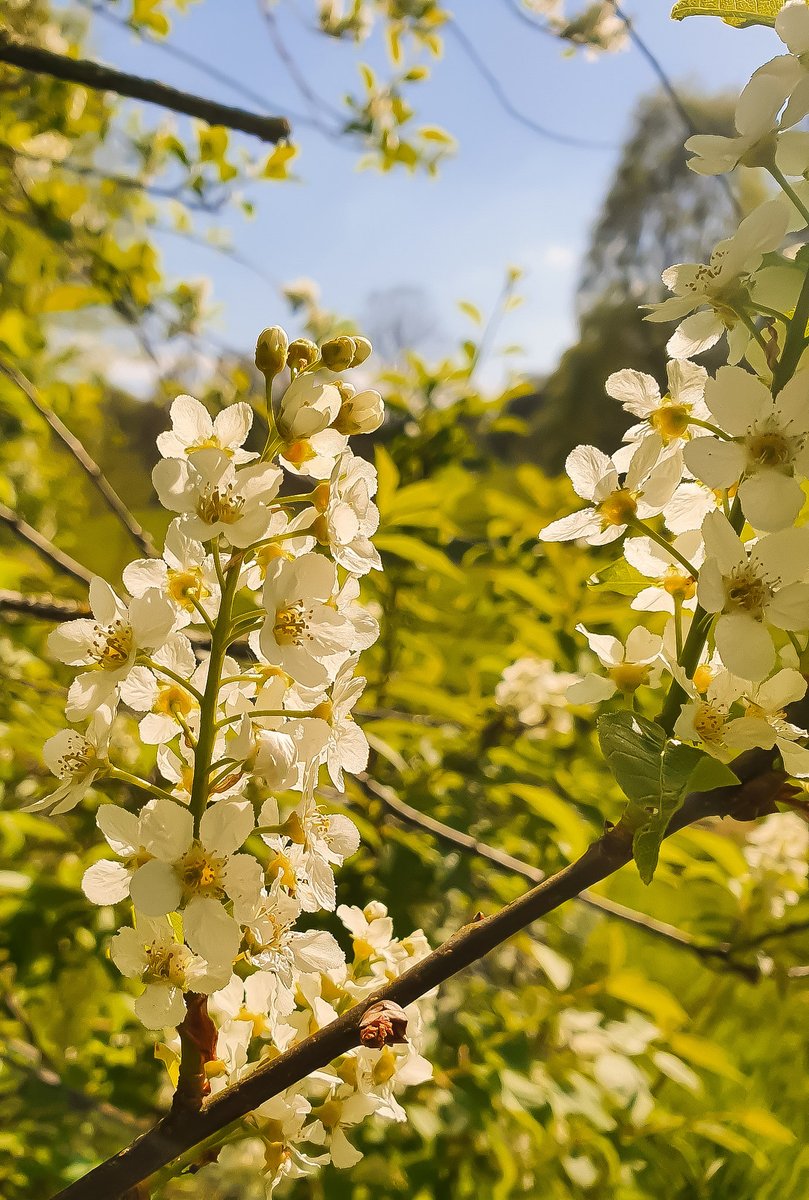 Christenara's tweet photo. @NTmidlands #blossomwatchday https://t.co/hE6gd0pSnt