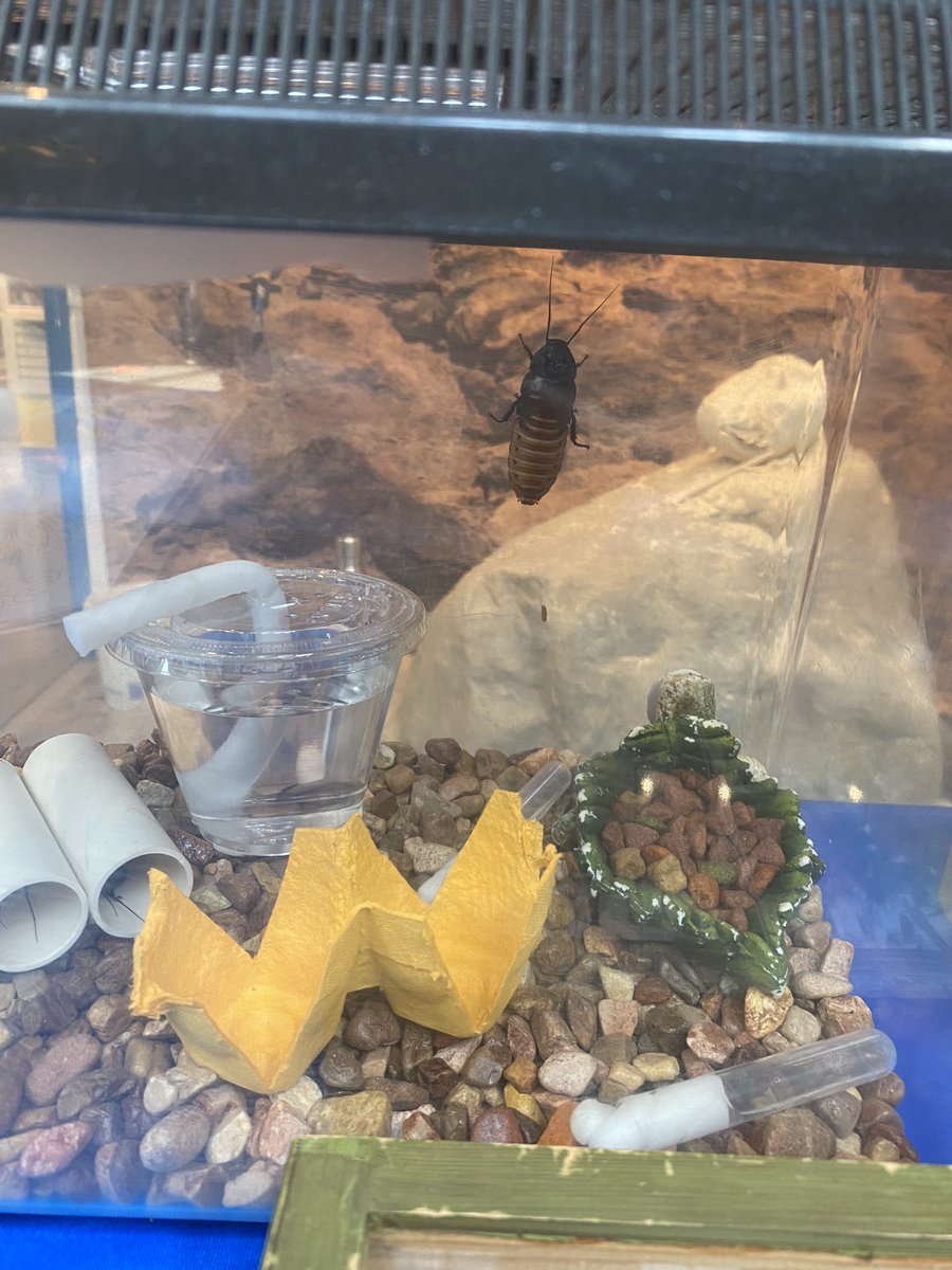 ally_boyington's tweet photo. Celebrating Earth Day at The Childrenโs Museum of Indianapolis chatting about pollinators and and holding hissing cockroaches! #keepgrowing #cortevagrows #cortevachemistry https://t.co/uEj0HdPpib