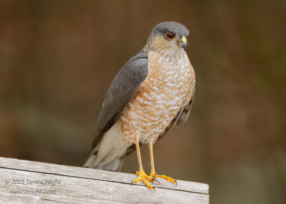 TamraWight's tweet photo. This beautiful sharp-shinned hawk stopped by my backyard briefly yesterday. They are such acrobatic fliers! They zip in, around and thru tree branches at breakneck speed when their chasing down their prey!
#naturegeek #Mainebirds #hawks #mainebirding https://t.co/PkmaMOJ0jF