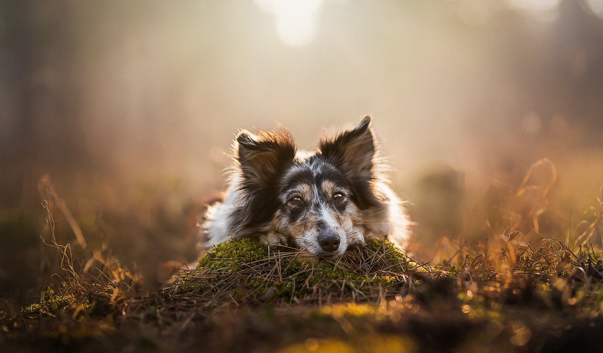 Twoforestpaws tweet media