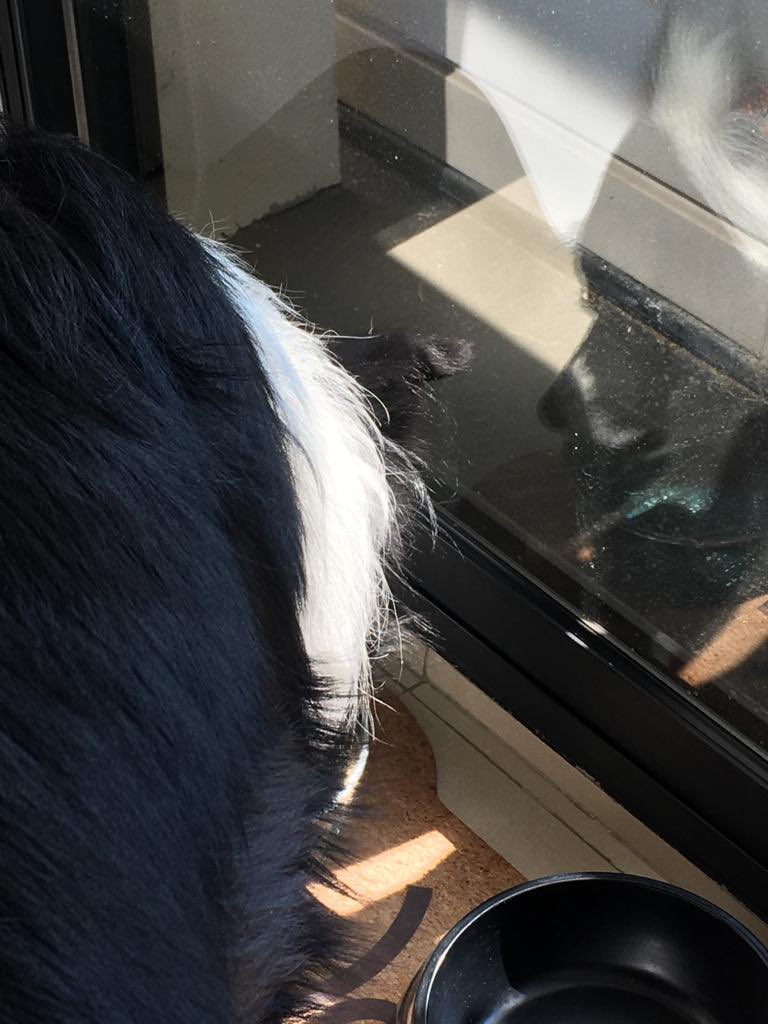 Tomo agua de la orillita para no meter agua a mi nariz, ¿ustedes también? #bordercollie #dog #agua #inteligente #educado #DogsofTwittter #perro