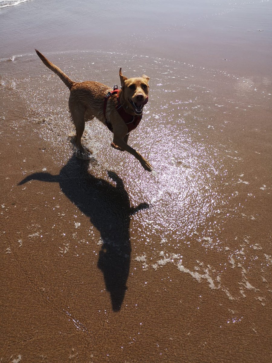 troy and ellie 🐾🐾 tweet media