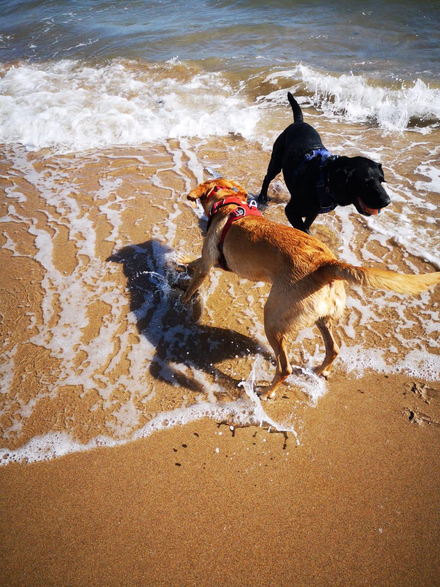 troy and ellie 🐾🐾 tweet media