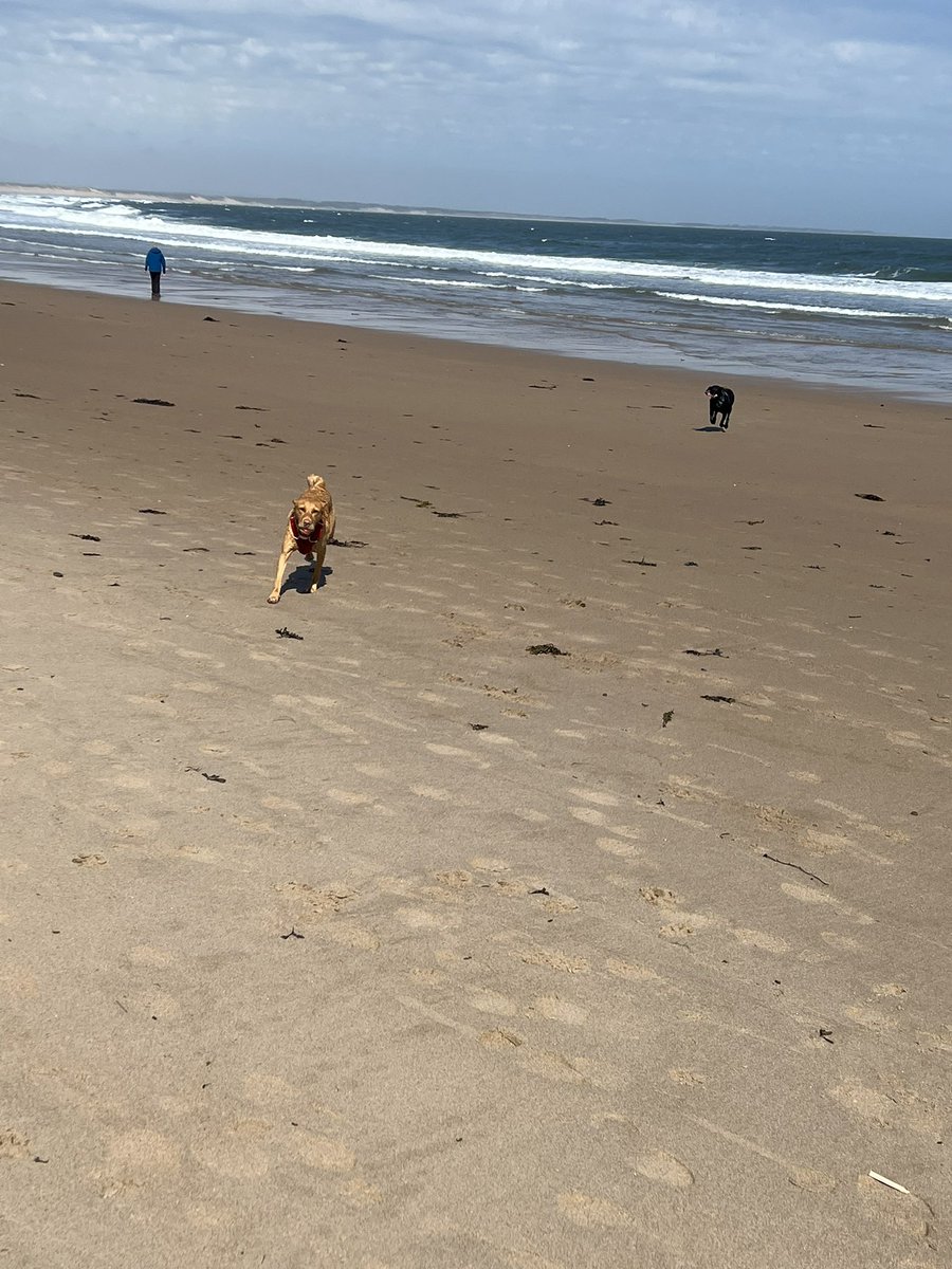 troy and ellie 🐾🐾 tweet media