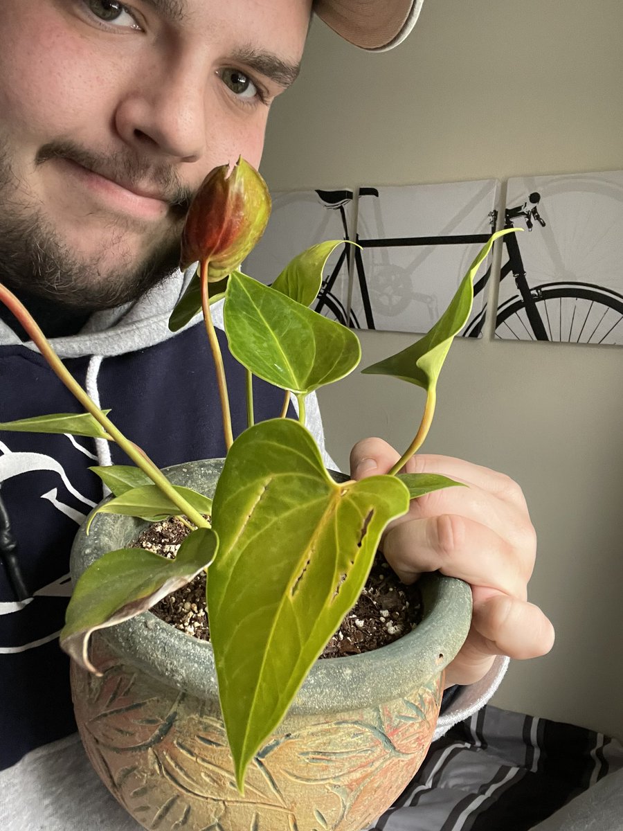 SarverPSU's tweet photo. This is a flamingo lily, also known as anthurium!  It seems to be struggling with an insect pest, leaving straight lines that looked to be chewed.  Common indoor pests are mealy bugs, thrips, aphids, scale, and spider mites!  #drfoxcall https://t.co/lpUd4Jspk0