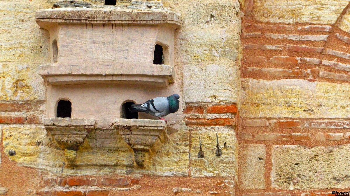 instagram.com/p/CclVa5ZMb15/… 
#birdhause #ottomanbirdhouse #valideicedidcamii #urbanecology #urbanbirds #16x9_birds #pajareo #birdsoftwitter #500pxrtg #ThePhotoHour #dailyphoto #PintoFotografia #hayvanmanzaraları #ethnoornithology #hangitür