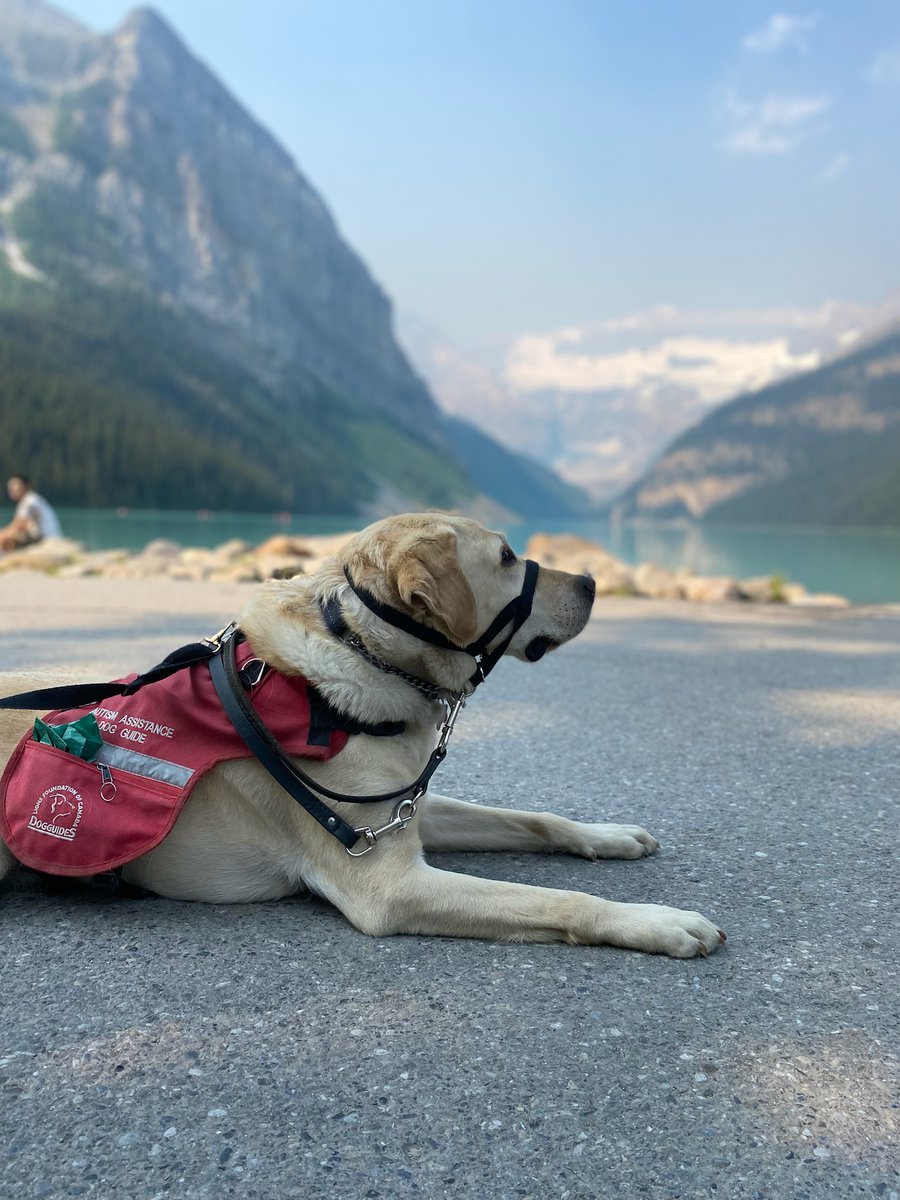 LFCDogGuides's tweet photo. The Worrall family has many cherished family memories together, thanks to Autism Assistance #LFCDogGuide Bernie. Last summer, they were able to take a road trip to Alberta. “The trip wouldn’t have been possible without Bernie at Mason’s side,” says Rochelle, Mason’s mother. https://t.co/IOnWL5a0rt