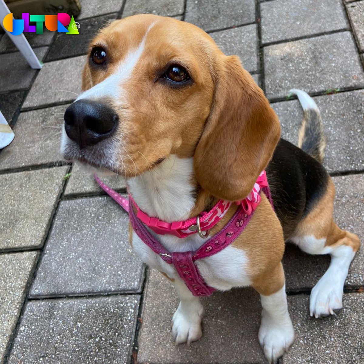 Telemedellin's tweet photo. #CulturaTM Estamos en el #FestivalDeMascotas en nuestro Canal Parque Gabriel García Márquez con una amplia oferta de productos para sus animales de compañía. Visitenos y pase el mejor de los sábados. https://t.co/Xm7jXJtHBW