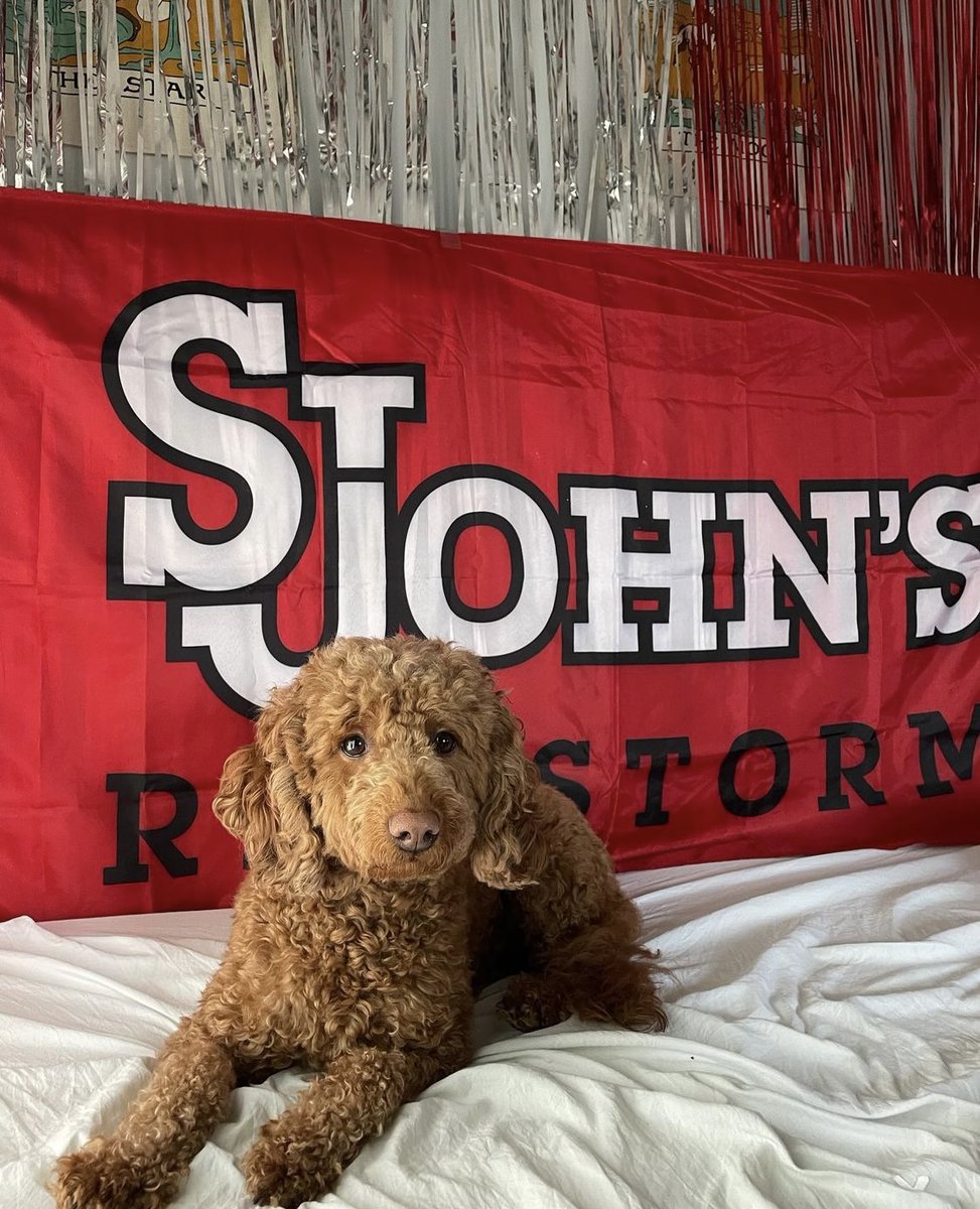 StJohnsU's tweet photo. 🐶 Congrats to this #FurBaby on their acceptance into #StJohns! Your hard work, stellar grades, and paw-fect extracurriculars exemplify everything we look for in a #FutureJohnny. 😜 See you in the fall! #ClassOf2026
📸: Sofia Antoniou https://t.co/UVEmTeID1e