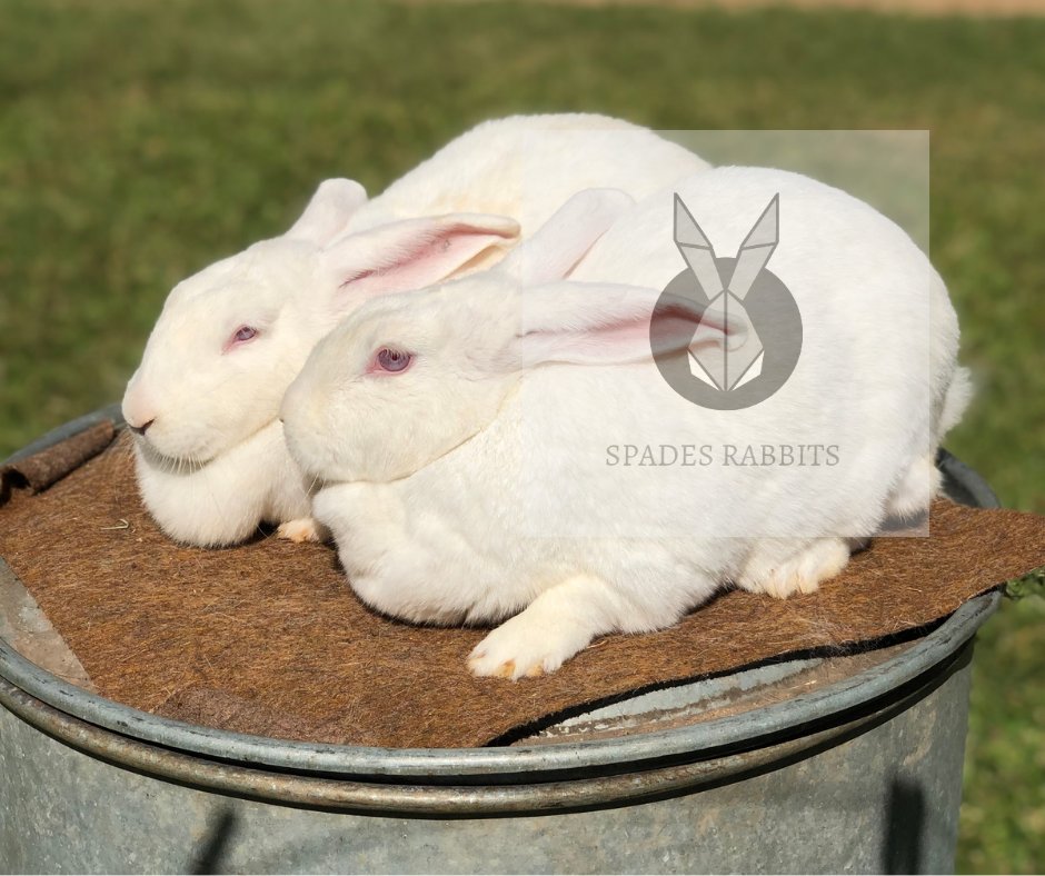 Honourable105's tweet photo. For example someone has never tasted rabbit meat. No worries let me offer you exposure. $7 per carcass get in touch 0772209321 @kebby971 @newton_zw @reallhusband @begottensun @NgonieSanaz @kchingono1 https://t.co/5q3Pe8Snz3