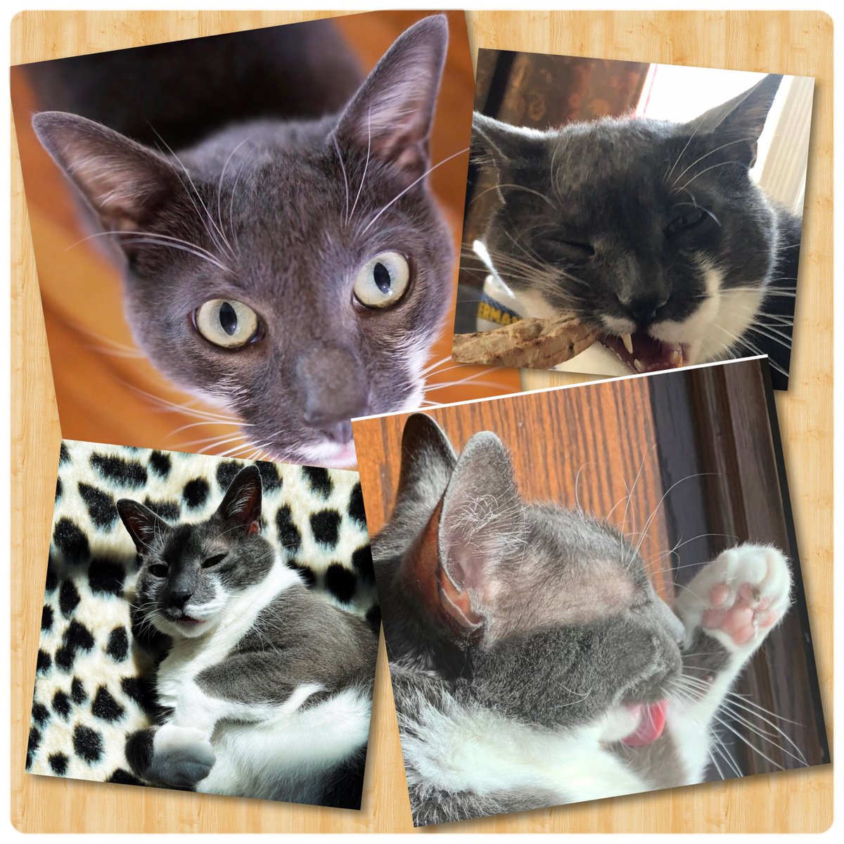 StudnickValerie's tweet photo. @ItsChessieCat Happy Early Birthday 🥳 Chessie !!!!!❤️ https://t.co/wT8BpVhmGv