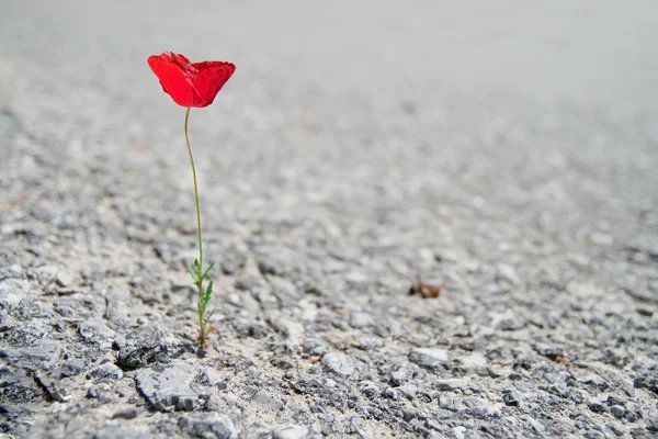 TheQueenLiberty's tweet photo. @KunstKate Yes. 
YOU AND I, MUST BE. 

Like...
A flower grows even in the cracks of a burning pavement because it must be. https://t.co/LYoOR6hvWK
