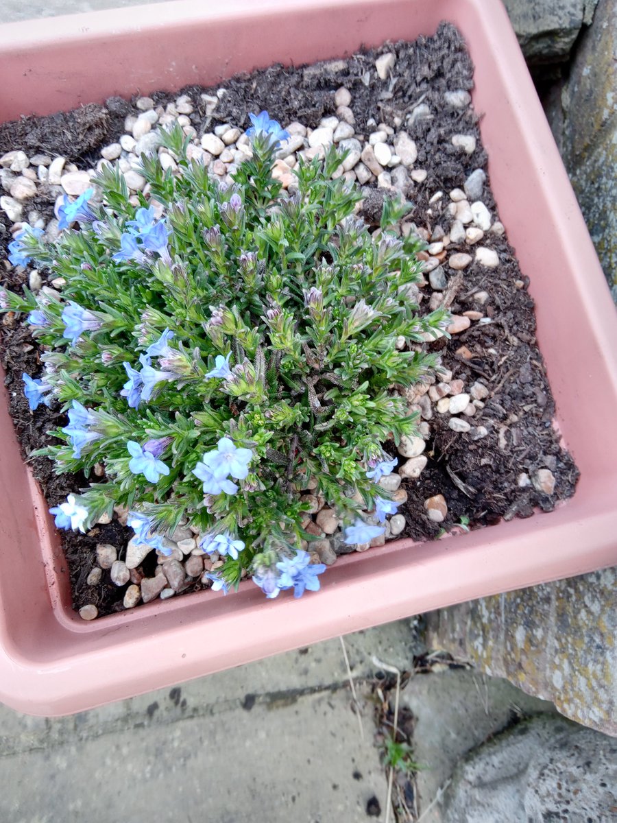 ChezDolan's tweet photo. #Smallbluething ...the florets of course...not made of china or made of glass; but rather the sweetest of blue flowers...Rock hardy and impervious to my lack of watering skills! https://t.co/SbFXy1g60O