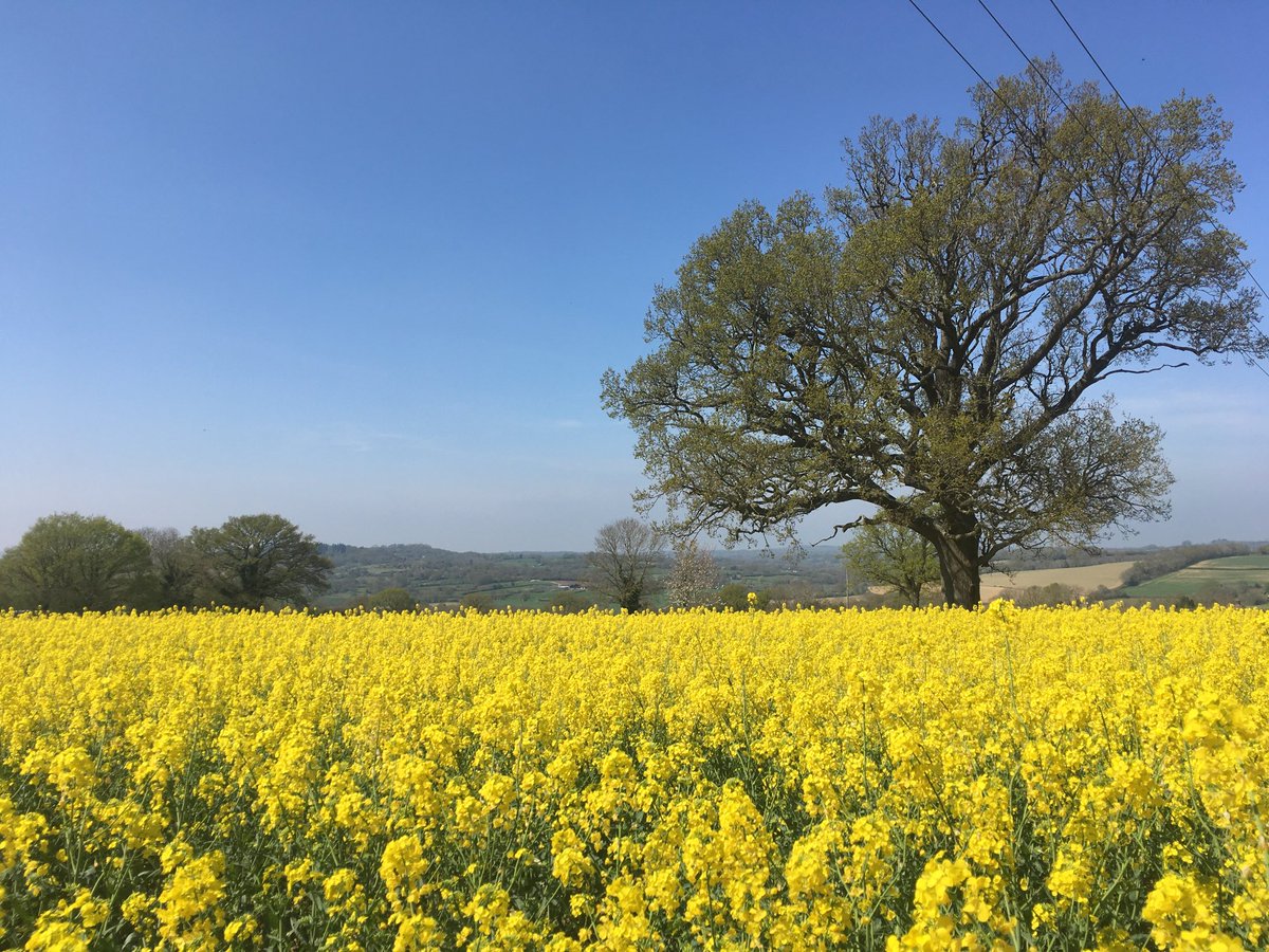 TheKateCopeland's tweet photo. Nature’s own version of 🇺🇦 on #Wealdway Kent https://t.co/Fm6zCeaYhu