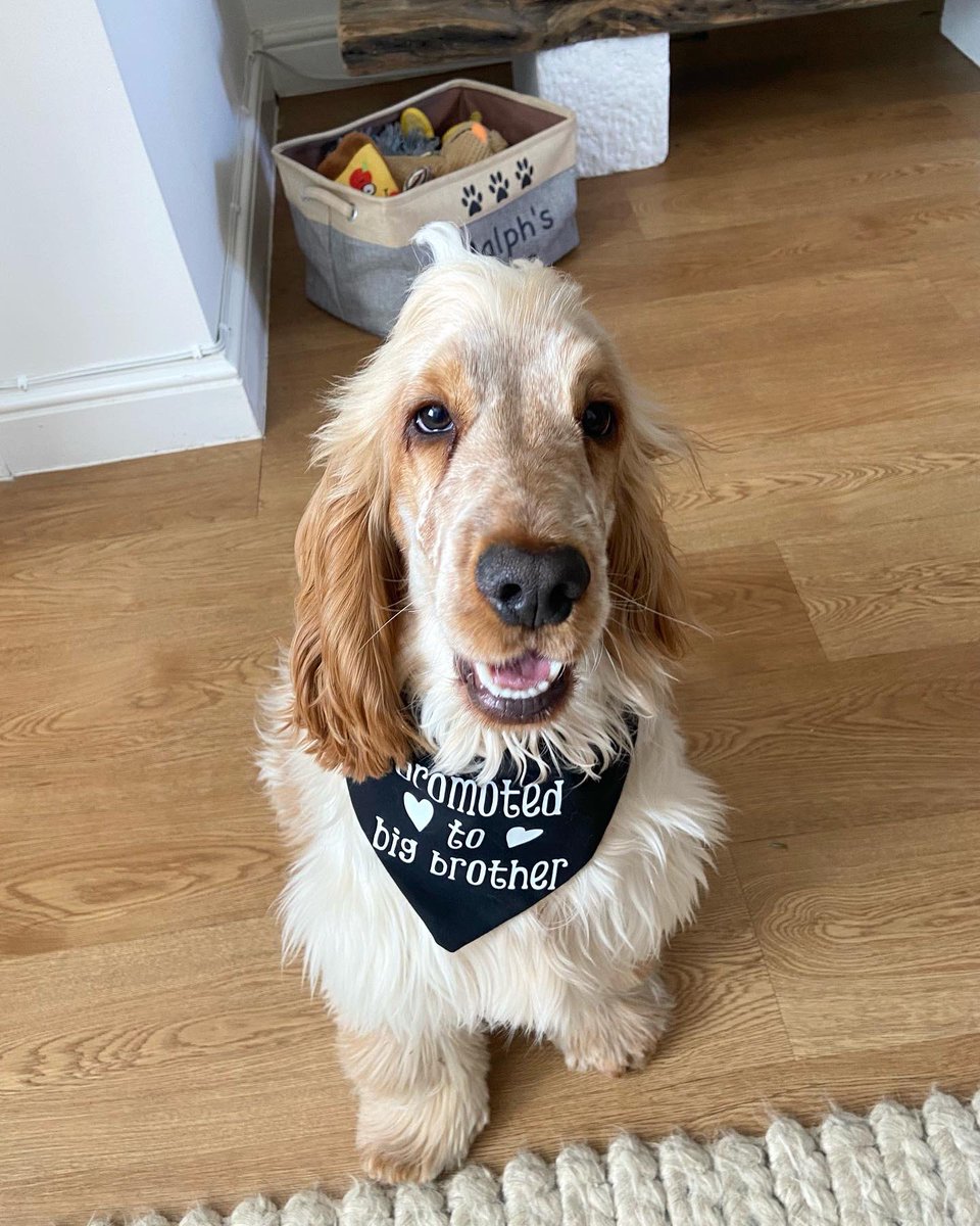 Brad Tuckfield tweet media