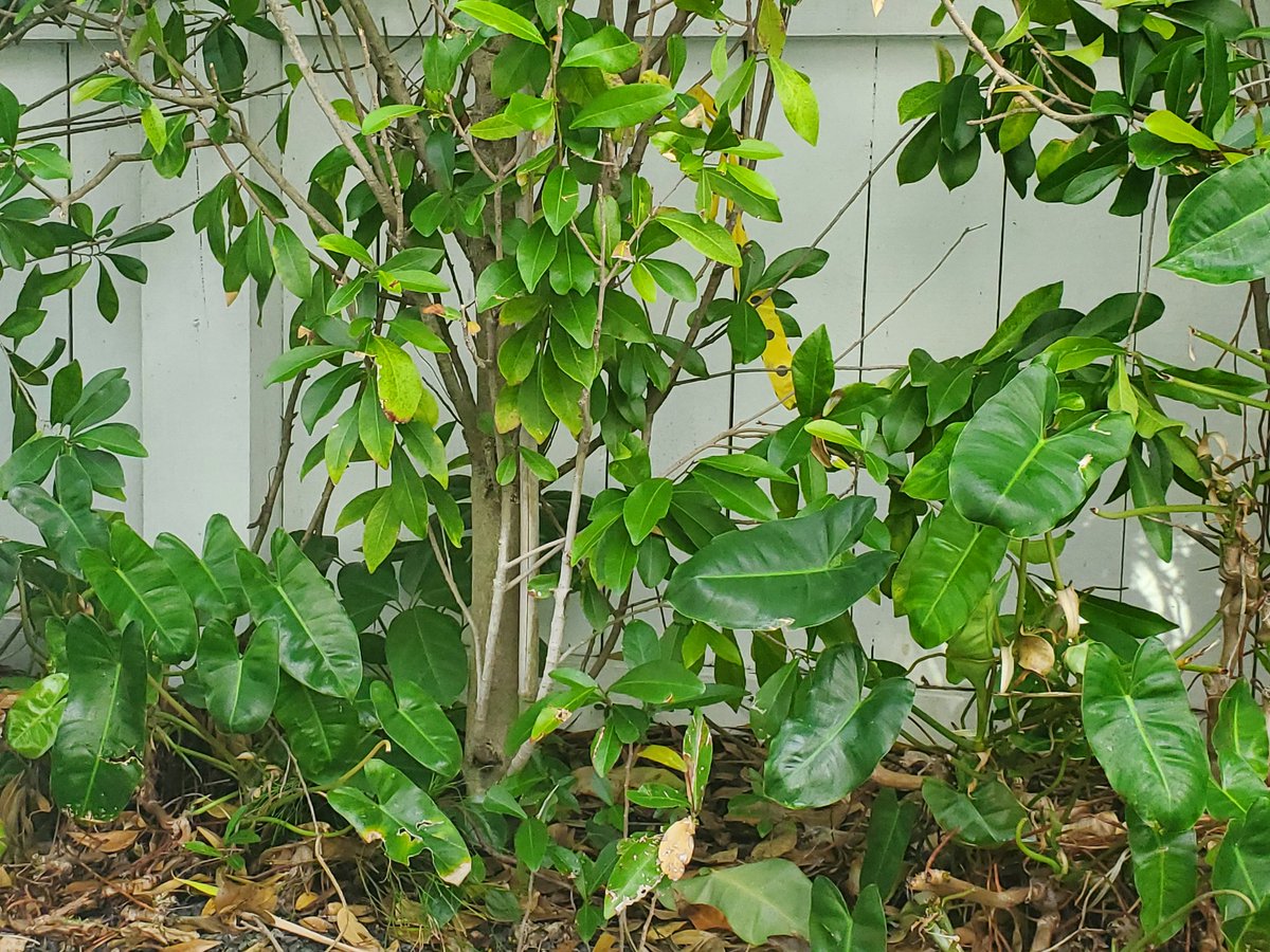ryanfoland's tweet photo. @CHEVPRO11 Found one. Can you see the lizard?
#LizardChallenge #KeyWest edition! https://t.co/xa5RH82Xsn