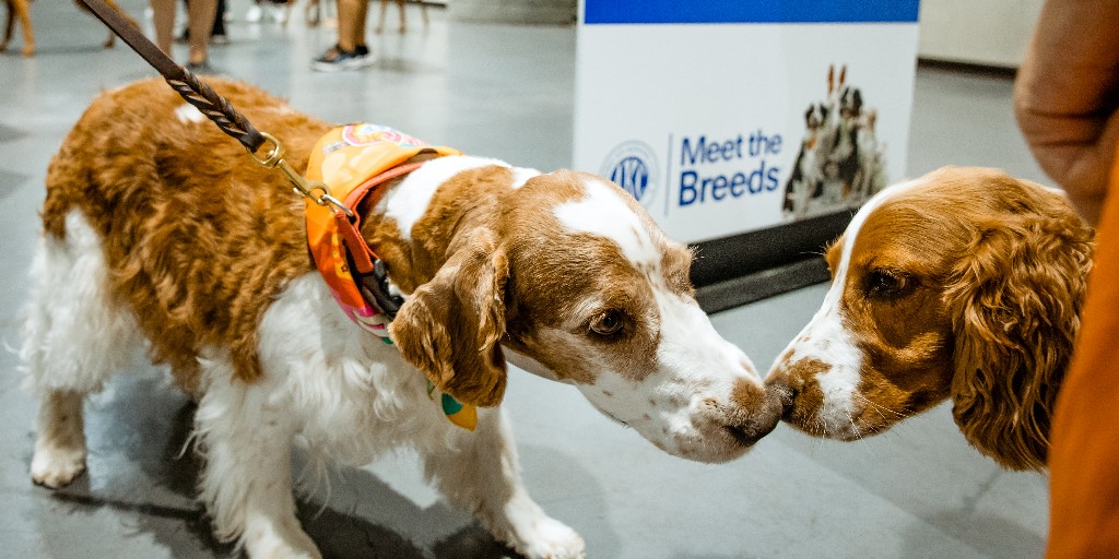 akcdoglovers's tweet photo. We're excited to kick off AKC Meet the Breeds events across the country this weekend with our first stop in Tampa, Florida. Next up: Dallas! https://t.co/oG63uPlAI3 #ThisIsAKC https://t.co/BflRoiz3Qa