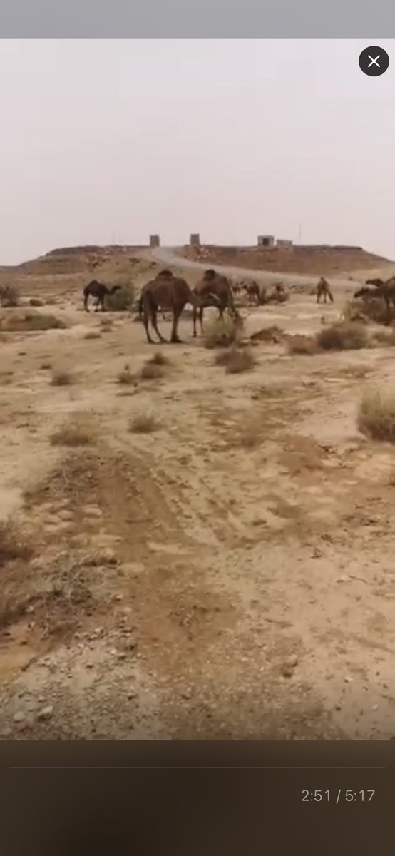 #محمية_شرق_سدروضةسدير  هذا اليوم …ما الفائدة من إعتماد مشروع تشجير وصرف اموال طائله وبذل جهود كبيرة سواء من المسؤولين او من المتطوعين … وكل هذه الجهود تذهب ادراج الرياح بسبب عدم حماية هذه المشاريع !! قطعان الإبل تقضي على كل هذه الجهود وبأستهتار واضح<a href="/MEWA_KSA/">وزارة البيئة والمياه والزراعة</a> <a href="/ncecksa/">المركز الوطني للرقابة على الالتزام البيئي</a> <a href="/SFES_KSA/">القوات الخاصة للأمن البيئي</a>
