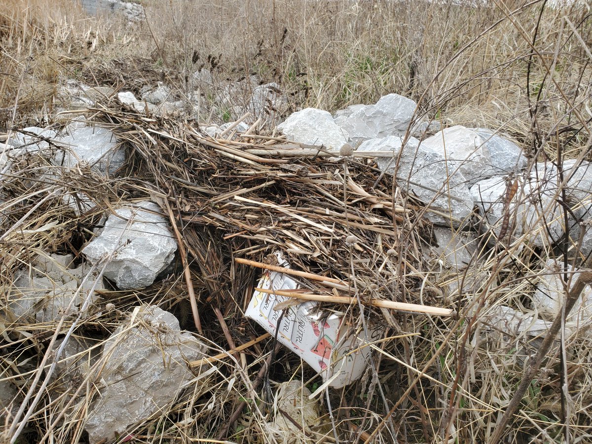 MatsonForHouse's tweet image. #TeamMatson out doing #EarthDay2022 #community cleanup in #HD42 with the @CityOfAnkeny today!

Looks like some animals (muskrats?) got creative in building their house. After much debate, we decided to leave it since it's paper &amp;amp; we didn't want to collapse their home.
#BeAPartner