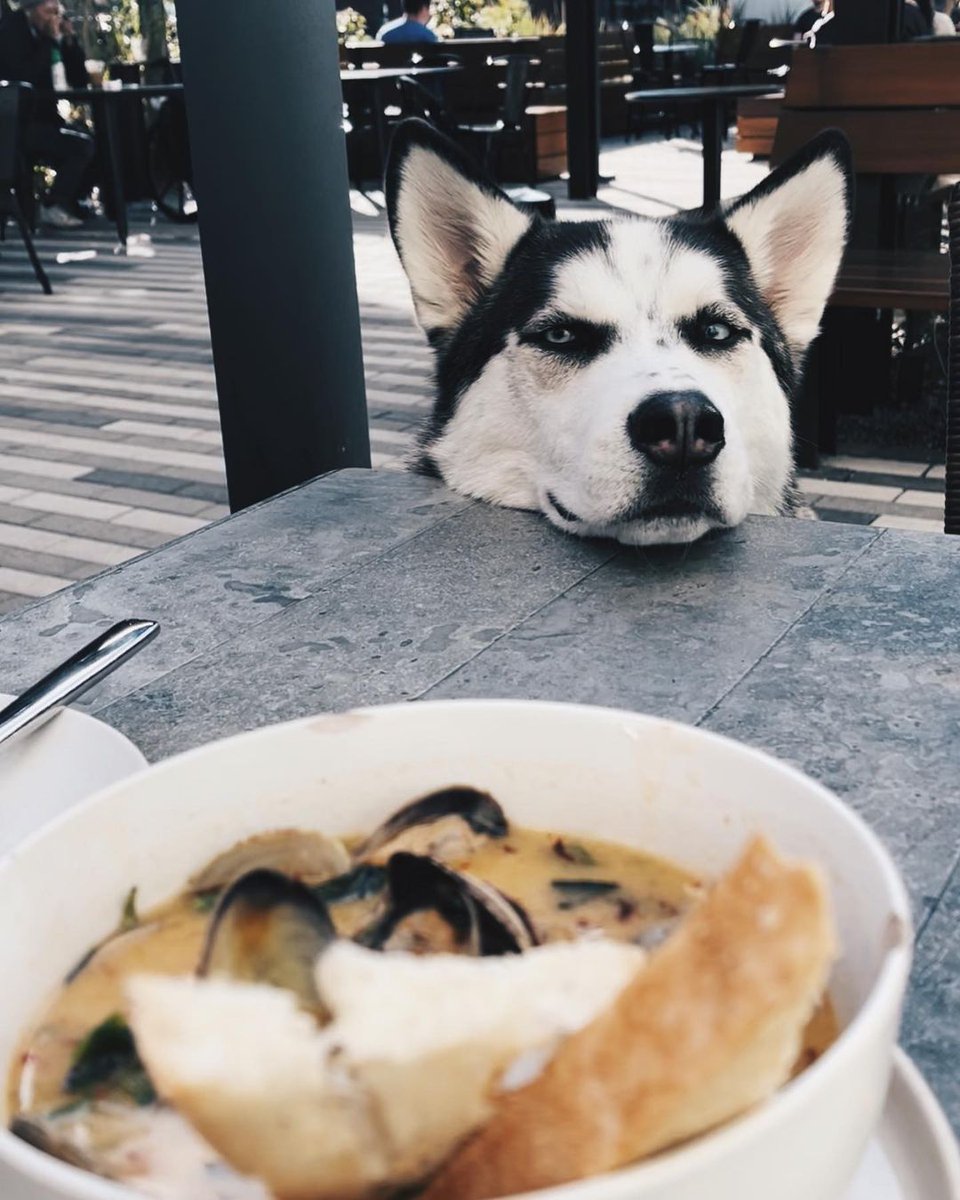 S_husky_1998's tweet photo. I am not begging for food, my head just happen to be resting on the table. 🤤🤤
#sharingiscaring #whereismine #please #hungry #foodie #dogfoodie #husky #huskylife https://t.co/bDwVchTdQs