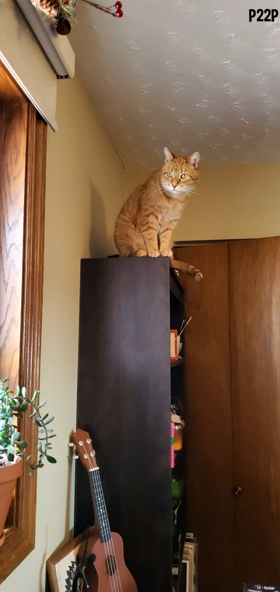JoviLifer's tweet photo. Trouble with a capital T!! #Caturday #helpingmama https://t.co/KrwtH5iZx1