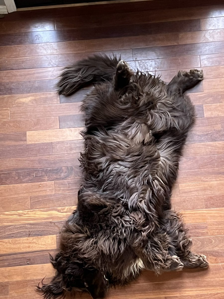 ch_x00's tweet photo. For pretty much all the dog photos that show up in my feed, know that I will take the time to click/tap the nose to give a virtual boop.

Here’s an aerial shot of Grady being a goof. :) https://t.co/lIuUHxIwcU