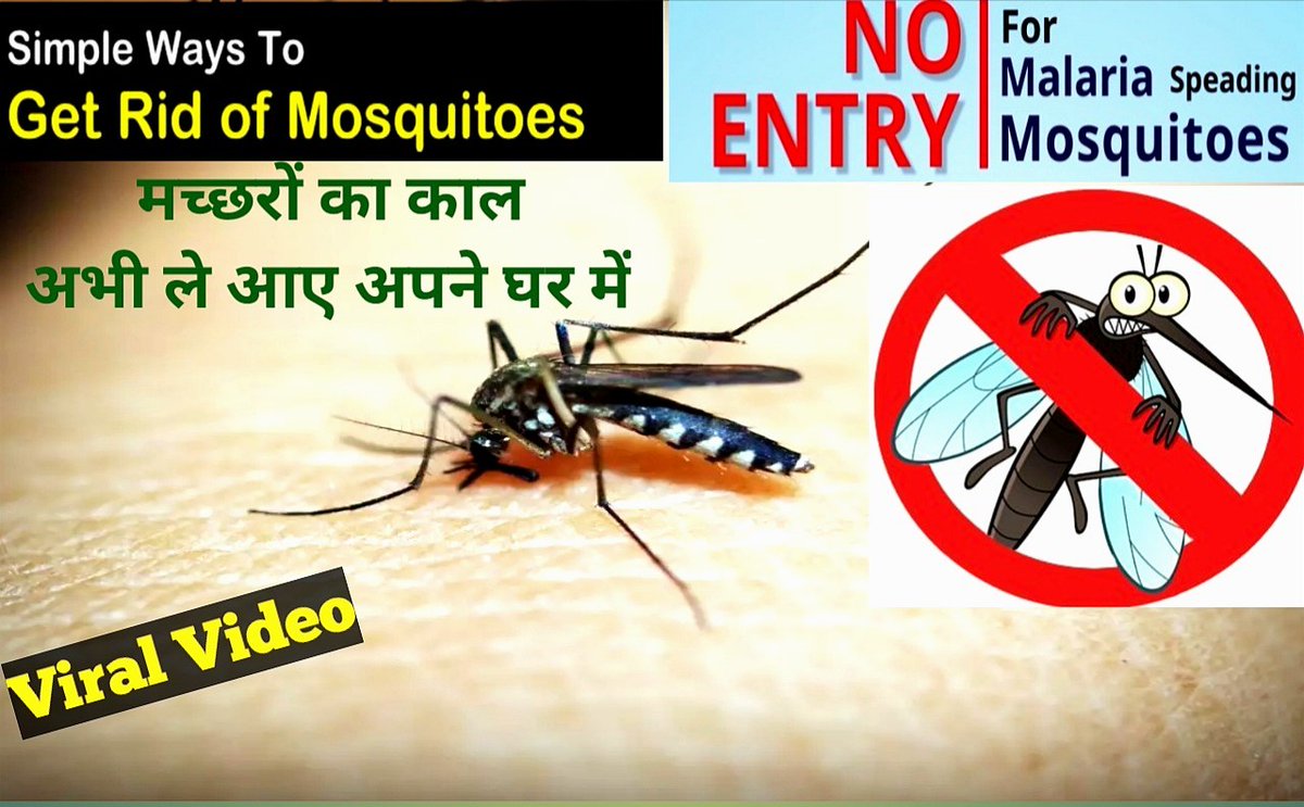 UnBoxingBeat's tweet photo. #UnboxingBeat #mosquito #malaria
Video : https://t.co/jvHWB0R75f https://t.co/dk6cwlZnlQ