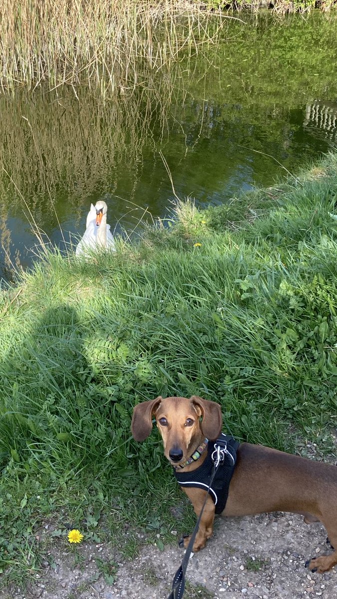Seeded a swans 🦢 #Dachshund