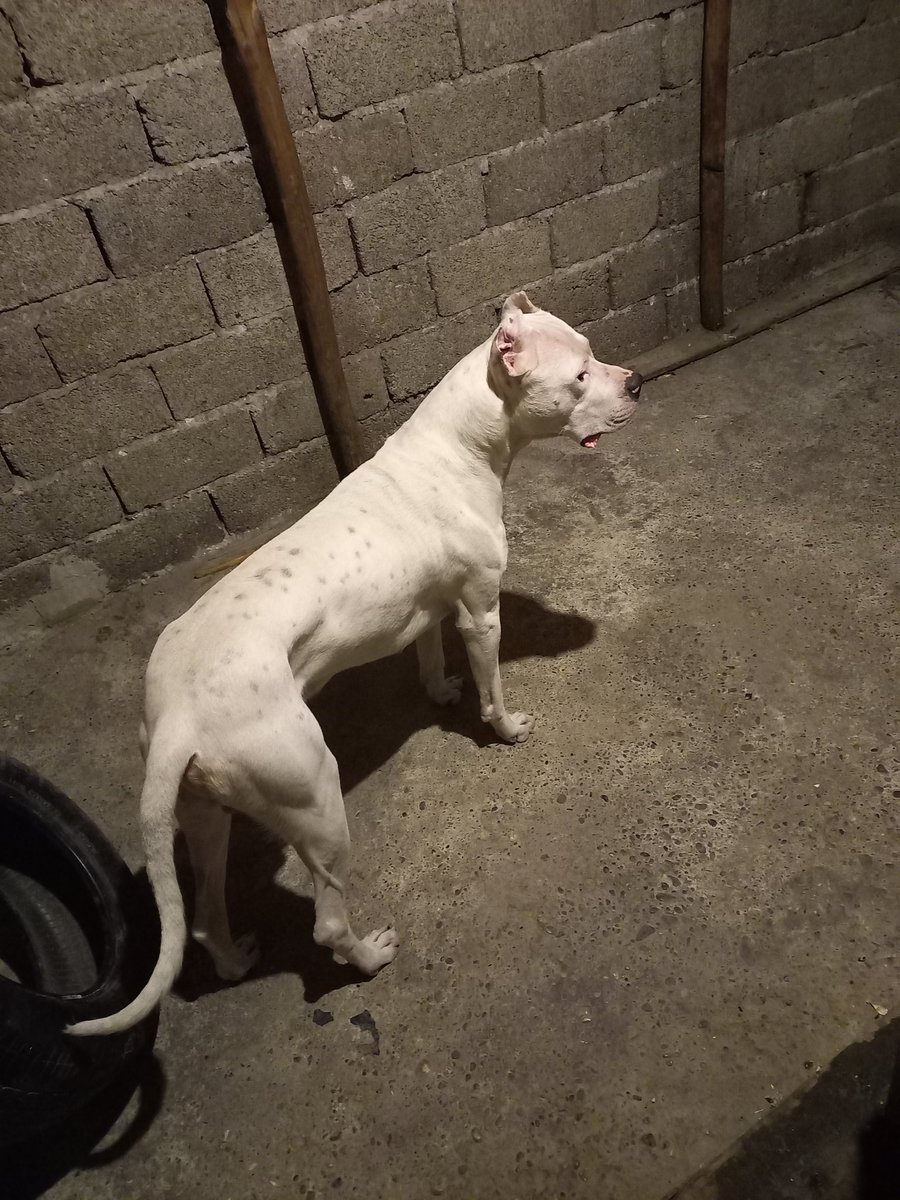dogopatron44's tweet photo. PaTRoN ❤ https://t.co/MkZdNrUpZv