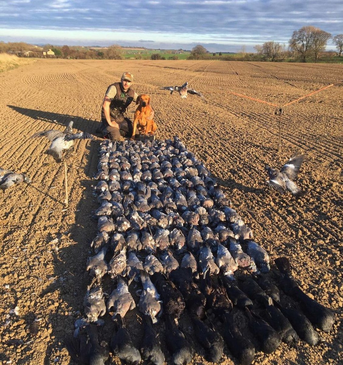 Have you entered our Customer Photo of the month Competition? Just tag us in your UK Shoot photos to be in with a chance of winning a prize this month! 🎁

#shooting #ukshoot #ukshootwarehouse #pigeonshooting #pigeonlegends #pigeonhunting #cropprotection #foxredlab #gundogs