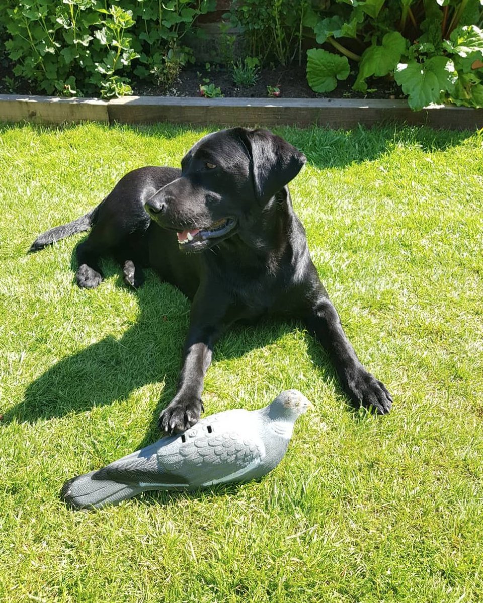Everyone agrees our decoys are the best... even the dogs! 🐾 

#ukshoot #blacklab #blacklabrador #gundog #gundoglabrador