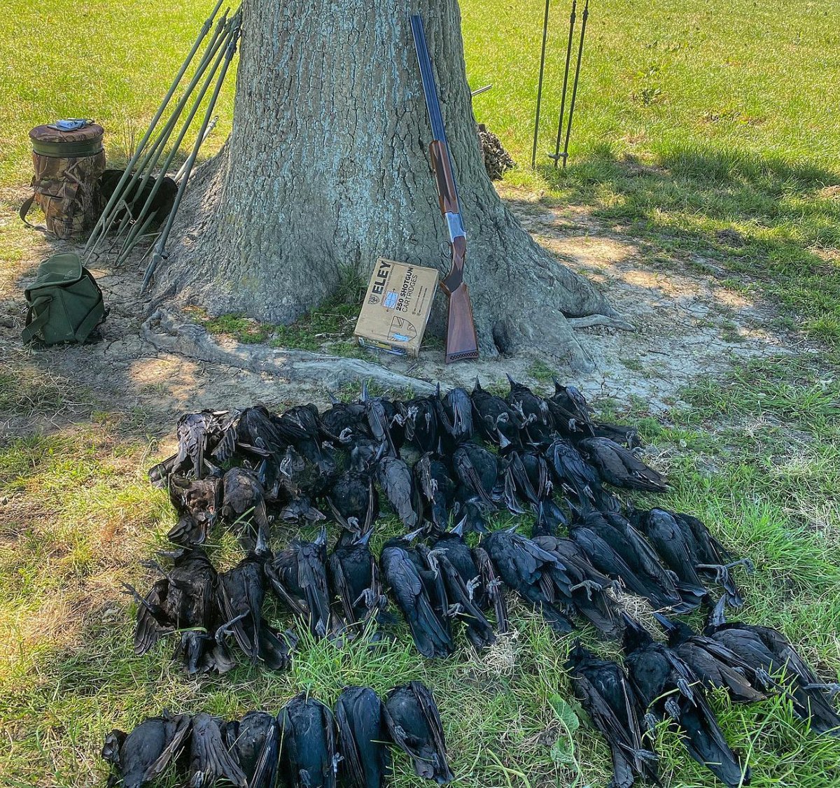 Don't forget to tag us in your UK Shoot photos to enter our Customer Photo of the Month Competition... we give away a different prize each month! 💥 

#ukshoot #ukshootwarehouse #crowshooting #shooting #gundogs #pigeonlegends #qualityinyourfield