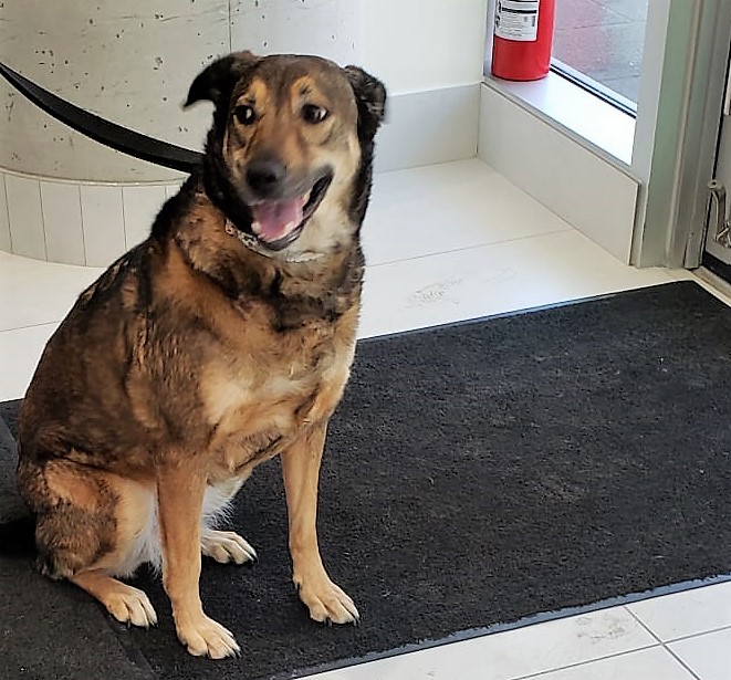 DrEllenKinzl's tweet photo. Action shot! Cora is a dog in action, which is perhaps why her Insta handle is @its.cora.the.explora !
.
.
#rescuedog #torontodogs #canarydistrict #CDAH #veterinarian #animalshospital https://t.co/KMiV5BTSws