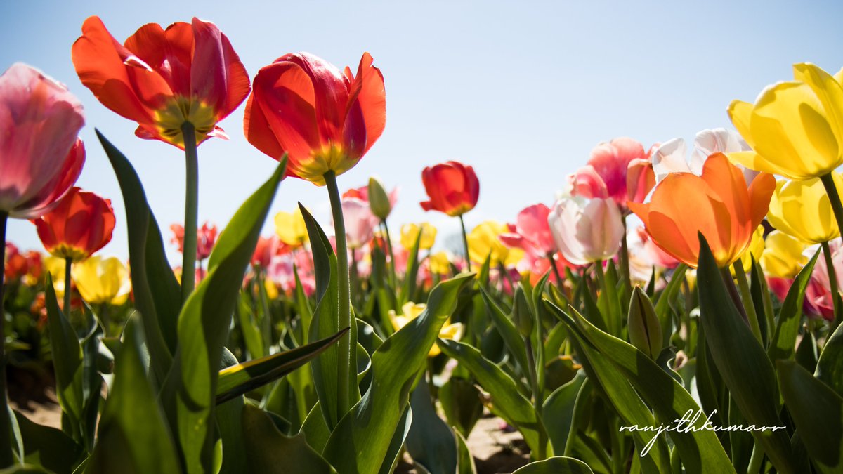 Happy Earth Day all ... here is some tulip love to the mother earth 

#tulips #EarthDay #tulipfestival #Flowers #NFT #nftphotography
