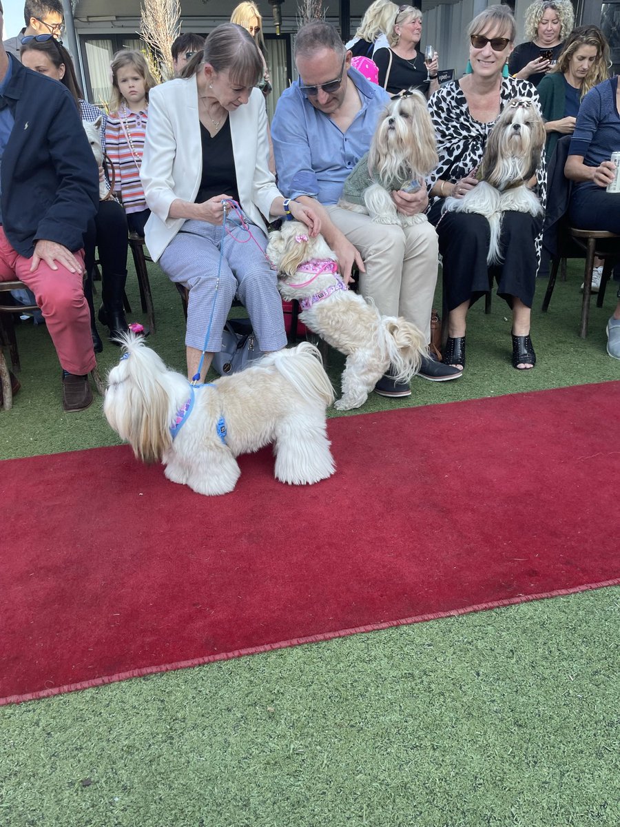 #RedCarpet moments <a href="/poochesatplay/">Pooches at Play</a> and #ddg the #models <a href="/RivaStKilda/">Riva St Kilda</a> #mustlovedogs