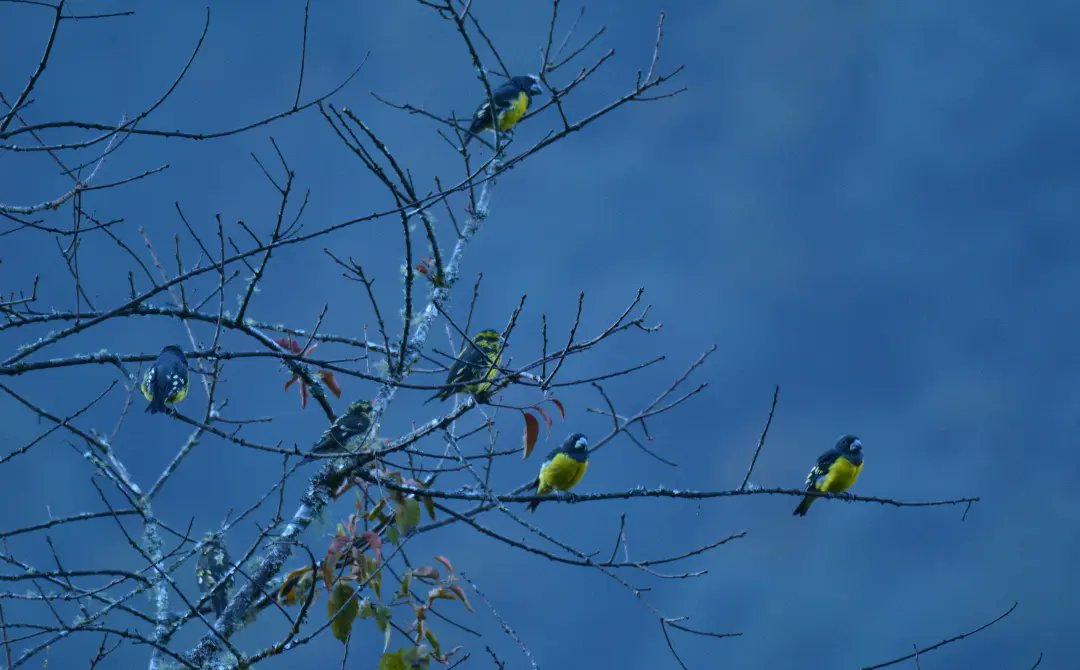 Rozan_Dhungel's tweet photo. Spot-winged Grosbeak(Mycerobas melanozanthos)

2020
Bhakim West Sikkim, India

#say_no_plastic #sikkim #sikkimdiaries #sikkim_birds #rozan_dhungel https://t.co/EXIaTrMfQo