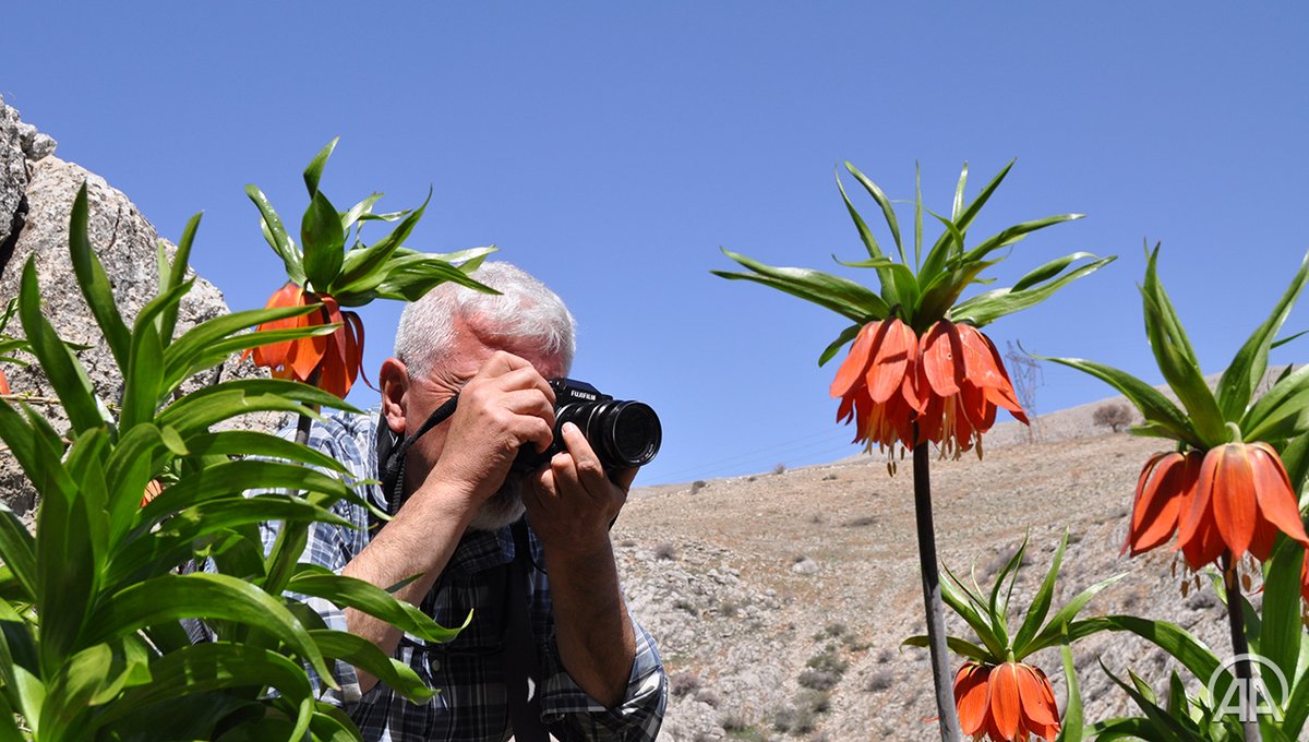 anadoluajansi's tweet photo. 🌷📸 Kahramanmaraş'ın Afşin ilçesi, bölgede yetişen ters laleler sayesinde fotoğrafçıların buluşma noktası oldu https://t.co/qd8h0E83rl https://t.co/TPp7Fx2oiC