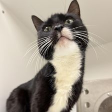 PeterAskin1's tweet photo. Lovely tuxie girl kitty "Pumba"  ID# ACCT-A-109482 in #PhillyPA dumped at the  door she will need rescue &amp;  ear ablation surgery (removal of the ear canal)! Phone/email  at: (267)385-3800 Ext. 500 Lifesaving@acctphilly.org Pledge on the link! 
VERY URGENT!
https://t.co/mxGzpw1YyG https://t.co/mF53xK3YPZ