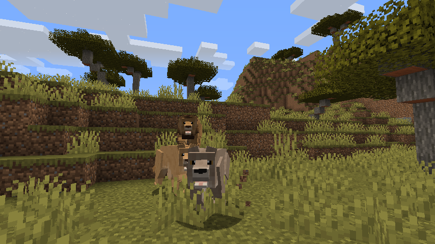 zawamod_evolved's tweet photo. Today the 1st member of the quartet of carnivorans is none other than the AFRICAN LION! These apex predators of Africa's savannas and deserts are coming to prowl your minecraft worlds soon! With one down and 4 to go, what other animals could be coming to the Carnivora Update? https://t.co/c2WGIMaqq7