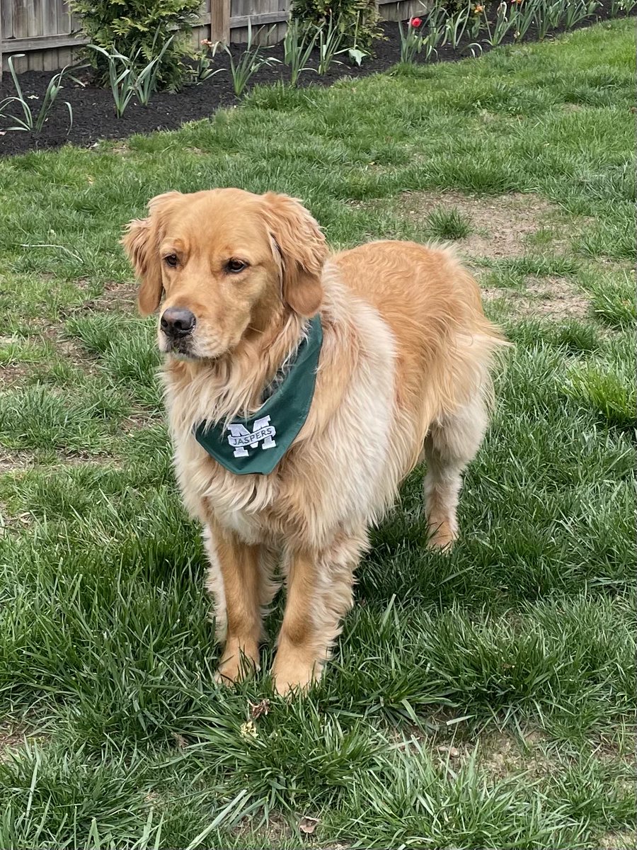 What a great day at Manhattan College for Accepted Students Day!!! We came home with something for our furry Jasper🤗 #iamajasper #manhattancollege