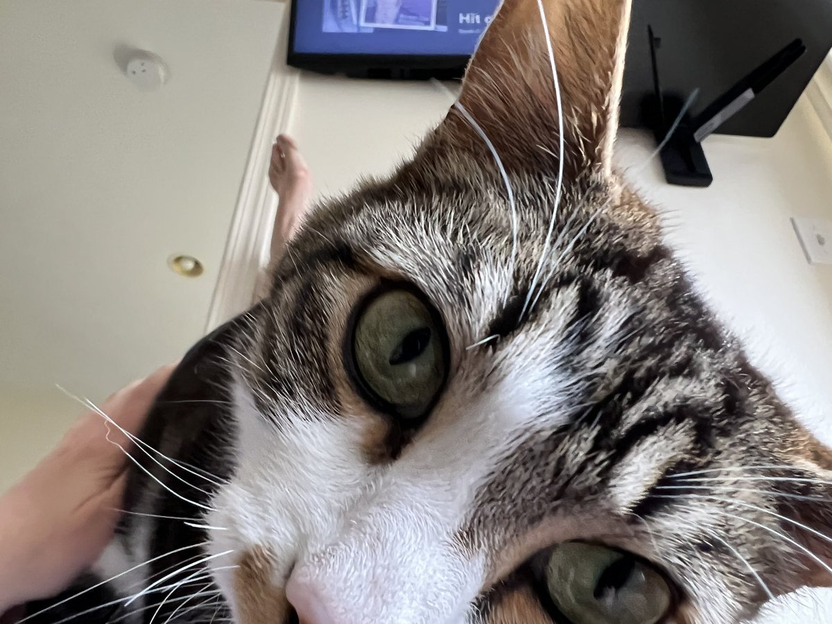RuthKostik's tweet photo. Xena: Warrior Kitten has decided I need some coaching on my legs-up-a-wall recovery technique after my long run this morning #thing1andthing2 #PTcat https://t.co/6NxkL3cNtL